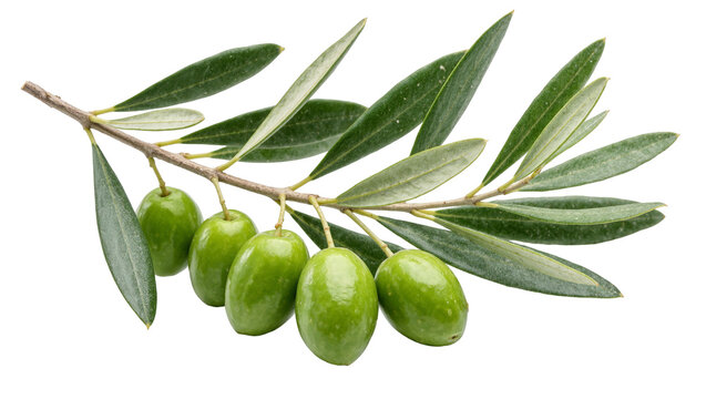 Fresh green olives on a branch with elongated leaves