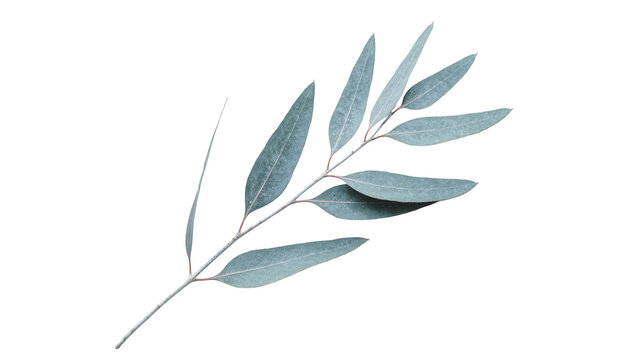 Fresh green eucalyptus branch with elongated oval leaves