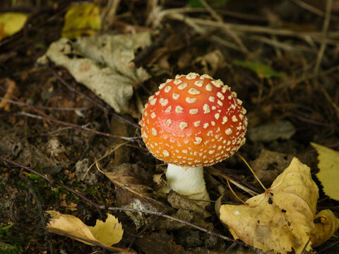 Beautiful single red fly agaric mushroom (Amanita muscaria) with white spots growing on the forest floor surrounded by dry autumn leaves in the woods.