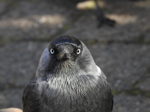 Close up frontal portrait of western jackdaw with striking pale eyes