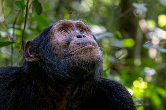 Adult chimpanzee, pan troglodytes, looking up to the canopy of Kibale National Park, western Uganda. The park conservation programme means that some troupes are habituated for human contact.