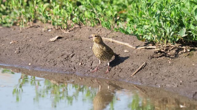 A juvenile European greenfinch (Chloris chloris) drinks water from a rain puddle before taking flight.