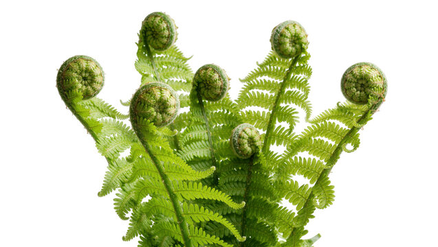 Fresh green fern fronds with tightly coiled fiddleheads