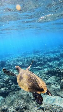 Green sea turtle swimming gracefully over tropical coral reef in clear blue