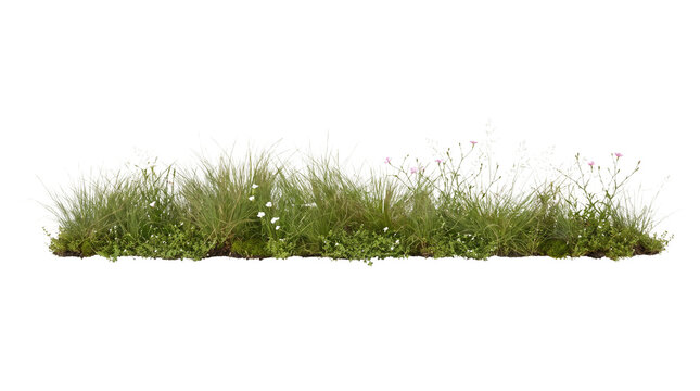 Fresh green grass border isolated on white background, natural wild grass patch, lawn field vegetation element for architectural rendering
