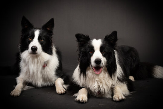 Zwei Border Colli im Fotostudio mit schwarzem Hintergrund