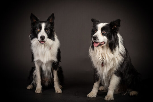 Zwei BorderCollie im Fotostudio vor schwarzem Hintergrund