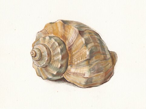 Original hand-drawn seashell illustration created with dry pastels in warm ochre, brown, and muted grey tones.