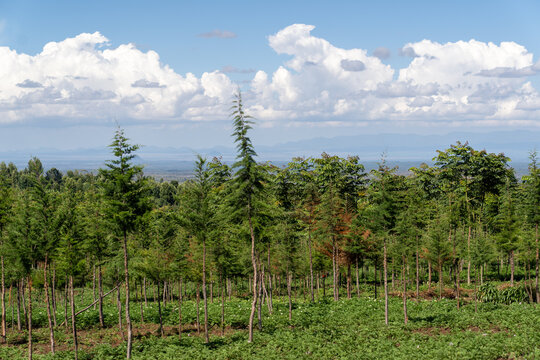 Young cypress trees intercropped with potatoes in a forest plantation near Rongai on Kilimanjaro, Tanzania