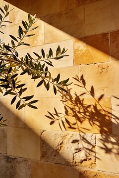 Olive branch casting soft shadows on a warm limestone wall