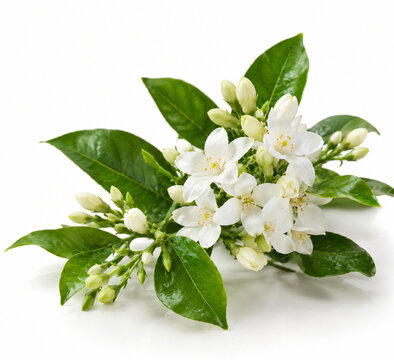 Murraya paniculata