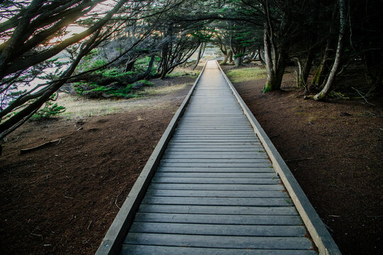Wooden boardwalk trail through forest
