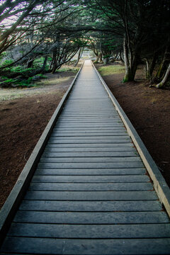 Wooden boardwalk trail through forest