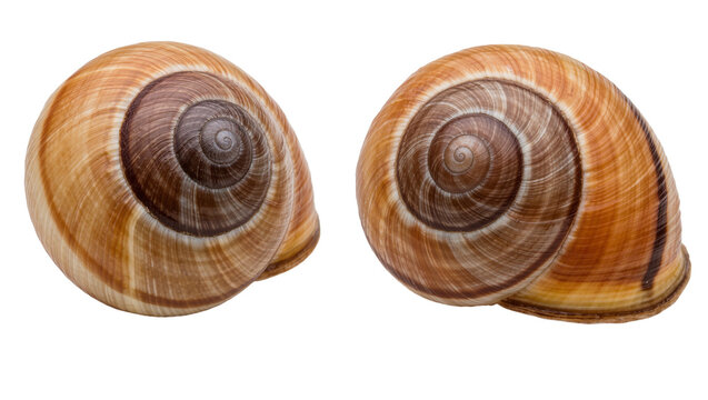 Two brown striped spiral snail shells with smooth texture