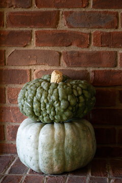 Blue-green, warty Italian pumpkin, Marina di Chioggia heirloom winter squash stacked on top of a slate-blue-gray heirloom Jarrahdale pumpkin on a brick hearth.