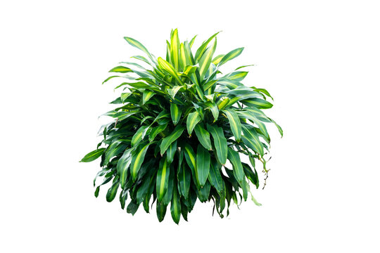 green plant isolated