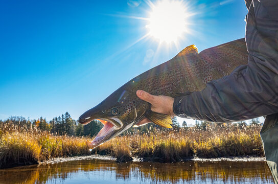Atlantic salmon