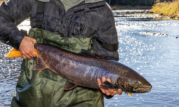 Atlantic salmon