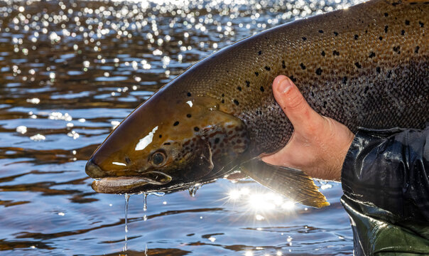 Atlantic salmon