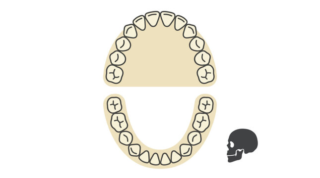 Top-Down Dental Arch Anatomical Diagram Featuring Complete Set of Human Teeth with Small Skull Silhouette for Medical Education