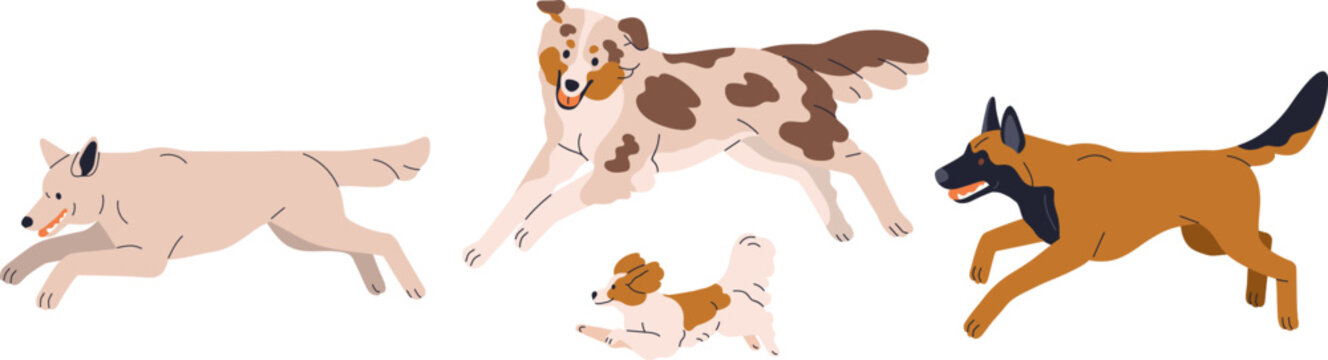 Dogs running, vector puppies isolated. Cute dog breeds, pets, canine animals in motion, fast active movement. Australian shepherd, Papillon, Malinois, Canaan. Vector illustrations isolated on white.
