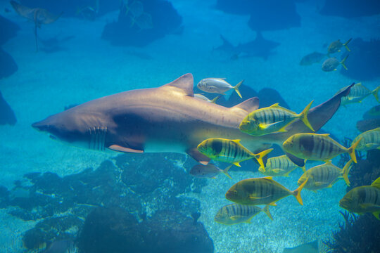 Large sand tiger shark swimming underwater with a school of yellow striped golden trevally fish over a rocky reef