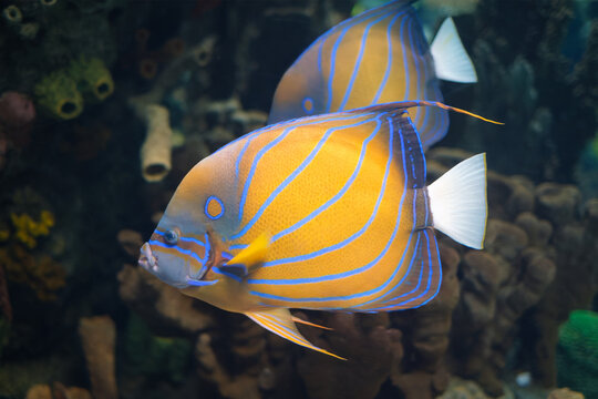 Two vibrant yellow and blue striped blue-ringed angelfish, Pomacanthus annularis, swimming past reef structures