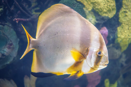 Close-up side profile of a silver and yellow tropical batfish swimming past colorful coral