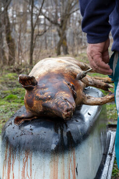 Scorched pig carcass on an old bathtub with a hand nearby, Samegrelo-Zemo Svaneti, Ushguli, Georgia