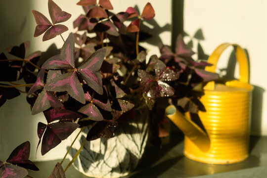 False shamrock or oxalis triangularis plant in pot on windowsill on sunny day. Home gardening.