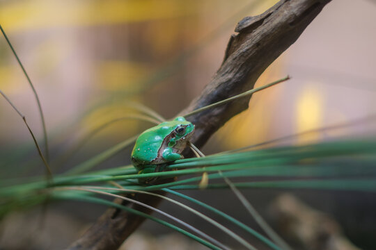 Close-up of a small green tree frog perched on thin grass blades beside a wooden branch