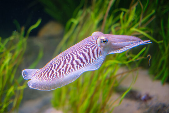 Common cuttlefish, Sepia officinalis, with a striped mantle swimming past green seagrass