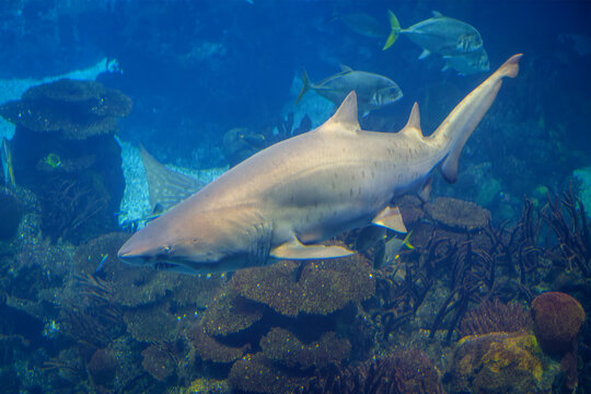 Large sand tiger shark swimming over a coral reef habitat with marine fish in the deep blue water