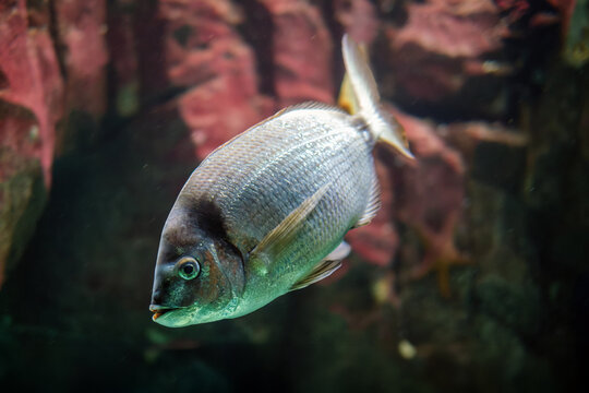 Close-up of a silver two-banded seabream, Diplodus vulgaris, swimming underwater past red algae and dark rocks
