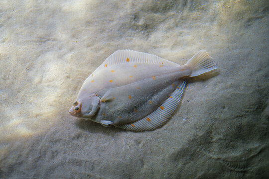 Close-up high-angle underwater view of a pale European plaice flatfish with bright orange spots resting on a sandy bottom