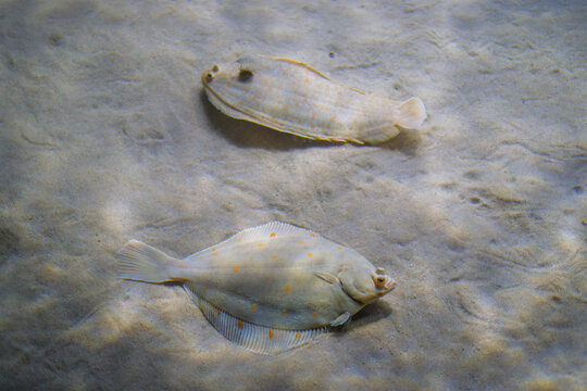 Two pale camouflaged flatfish, a European plaice (Pleuronectes platessa) and a sole, rest on a sunlit sandy bottom