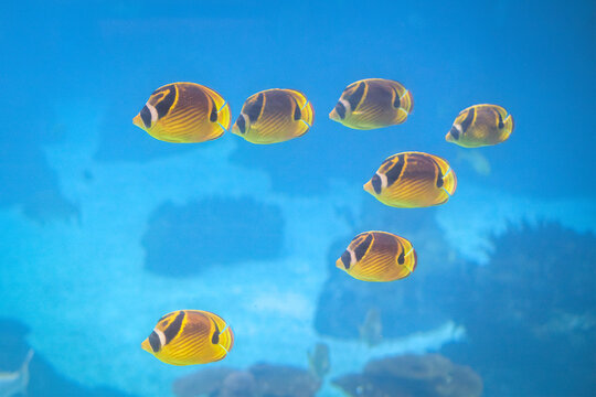 School of seven yellow and black raccoon butterflyfish, Chaetodon lunula, swimming together in bright blue water
