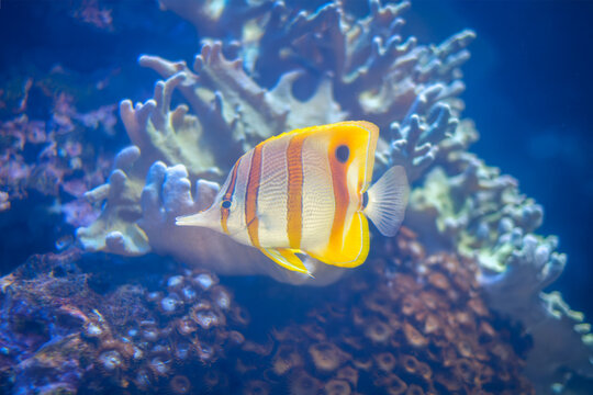 Close-up of a striped copperband butterflyfish, Chelmon rostratus, swimming past coral polyps