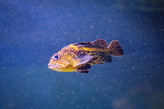 Close-up side profile of a yellow-striped rockfish swimming through blue water
