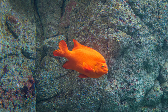 Bright orange garibaldi damselfish swimming past a textured rocky wall underwater