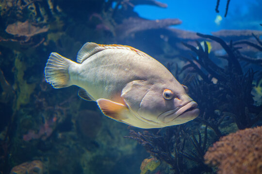 Close-up side view of a pale grouper fish with yellow-edged fins swimming past dark branching coral