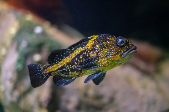Close-up side view of a spotted yellow and black China rockfish swimming past blurred reef rocks