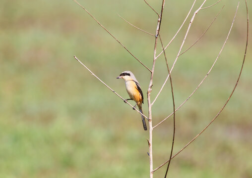 Long-tailed Shrike (Lanius schach) perched alertly on a thin dry plant tip against a soft background.