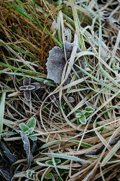 Frost-Kissed Leaves and Grass: A Delicate Winter Embrace.