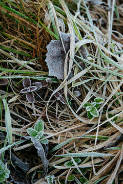 Frost-Kissed Leaves and Grass: A Delicate Winter Embrace.