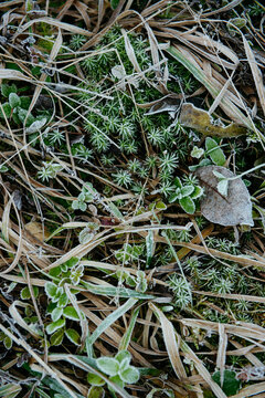 Frost-Kissed Leaves and Grass: A Delicate Winter Embrace.