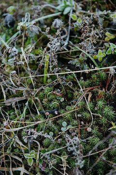 Frost-Kissed Leaves and Grass: A Delicate Winter Embrace.
