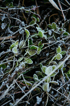Frost-Kissed Leaves and Grass: A Delicate Winter Embrace.
