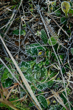 Frost-Kissed Leaves and Grass: A Delicate Winter Embrace.