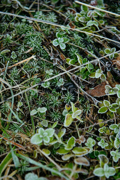Frost-Kissed Leaves and Grass: A Delicate Winter Embrace.